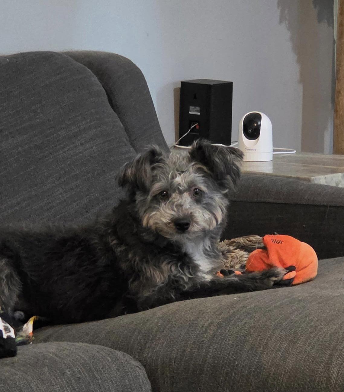 Enlarge Buddy, a Adopted Norfolk Terrier in Fort Wayne, IN image 3/3