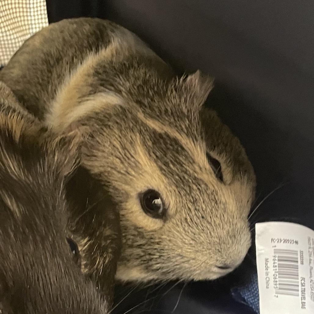 Sixen with Coco, Adoptable, Young Male Guinea Pig.