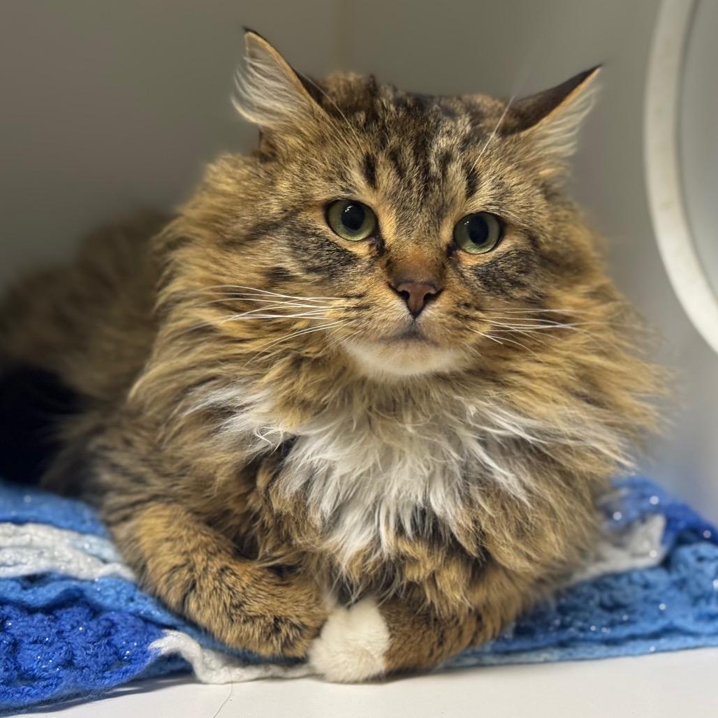 Tigo, Adoptable, Adult Male Domestic Long Hair.