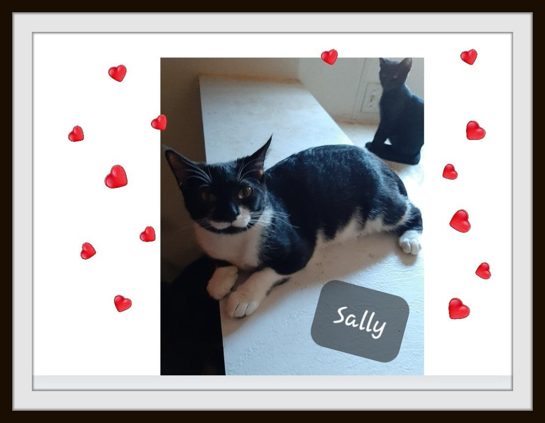 Enlarge Sally - Will you be my special person?, a Adoptable Domestic Short Hair in Snow Camp, NC image 2/2