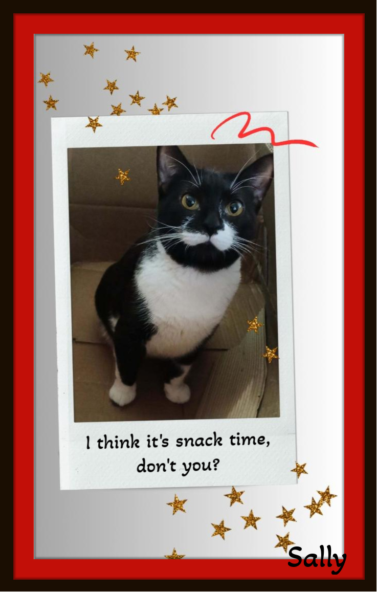 Enlarge Sally - Will you be my special person?, a Adoptable Domestic Short Hair in Snow Camp, NC image 1/2