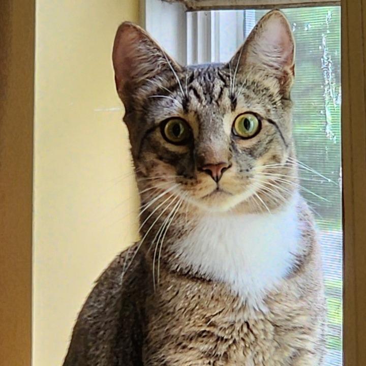 Enlarge Sherlock, a Adoptable Domestic Short Hair in Potomac, MD image 1/6