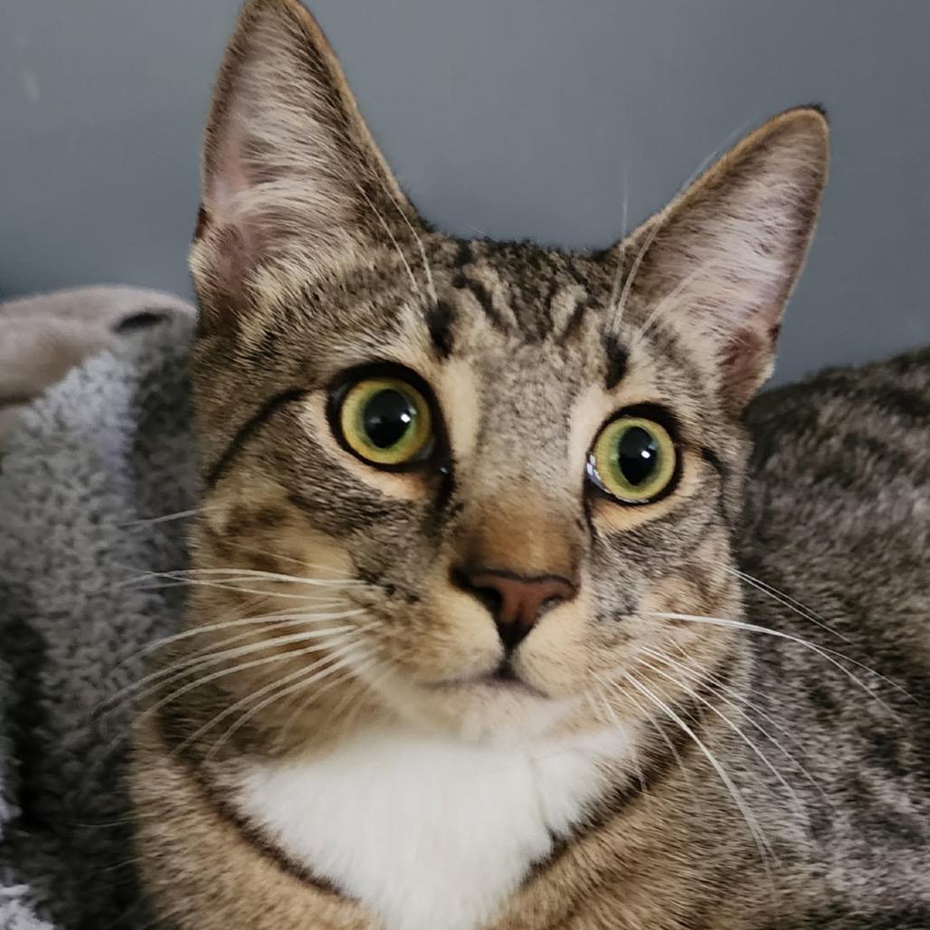Sherlock, Adoptable, Young Male Domestic Short Hair.