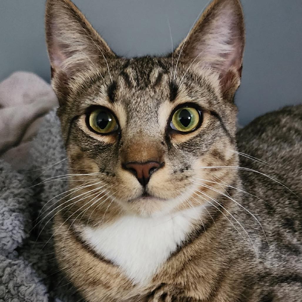 Enlarge Sherlock, a Adoptable Domestic Short Hair in Potomac, MD image 2/3