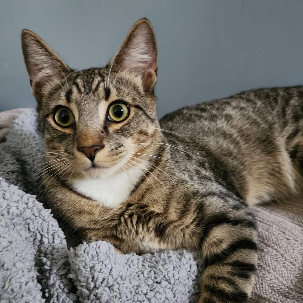 Enlarge Sherlock, a Adoptable Domestic Short Hair in Potomac, MD image 4/6