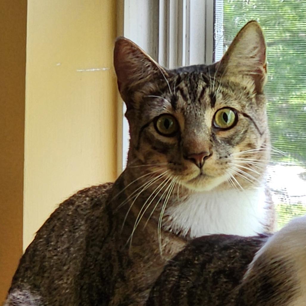 Sherlock, a Adoptable Domestic Short Hair in Potomac, MD image 5/6