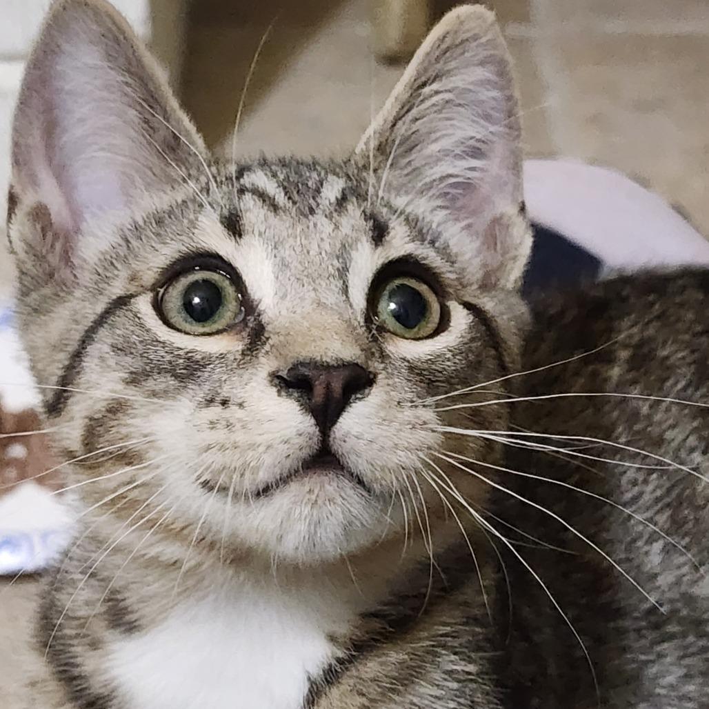 Enlarge Sherlock, a Adoptable Domestic Short Hair in Potomac, MD image 1/1