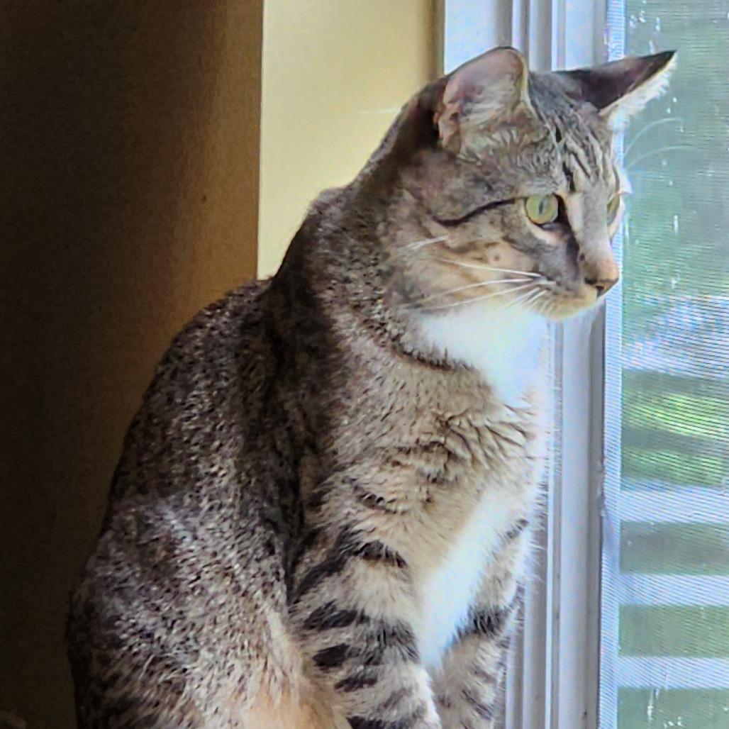 Enlarge Sherlock, a Adoptable Domestic Short Hair in Potomac, MD image 6/6