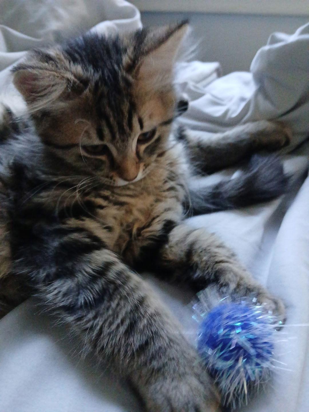 Lavender thumbnail 2