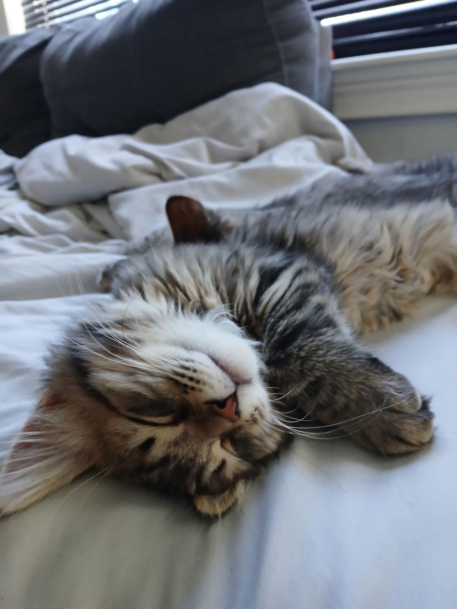 Lavender thumbnail 3