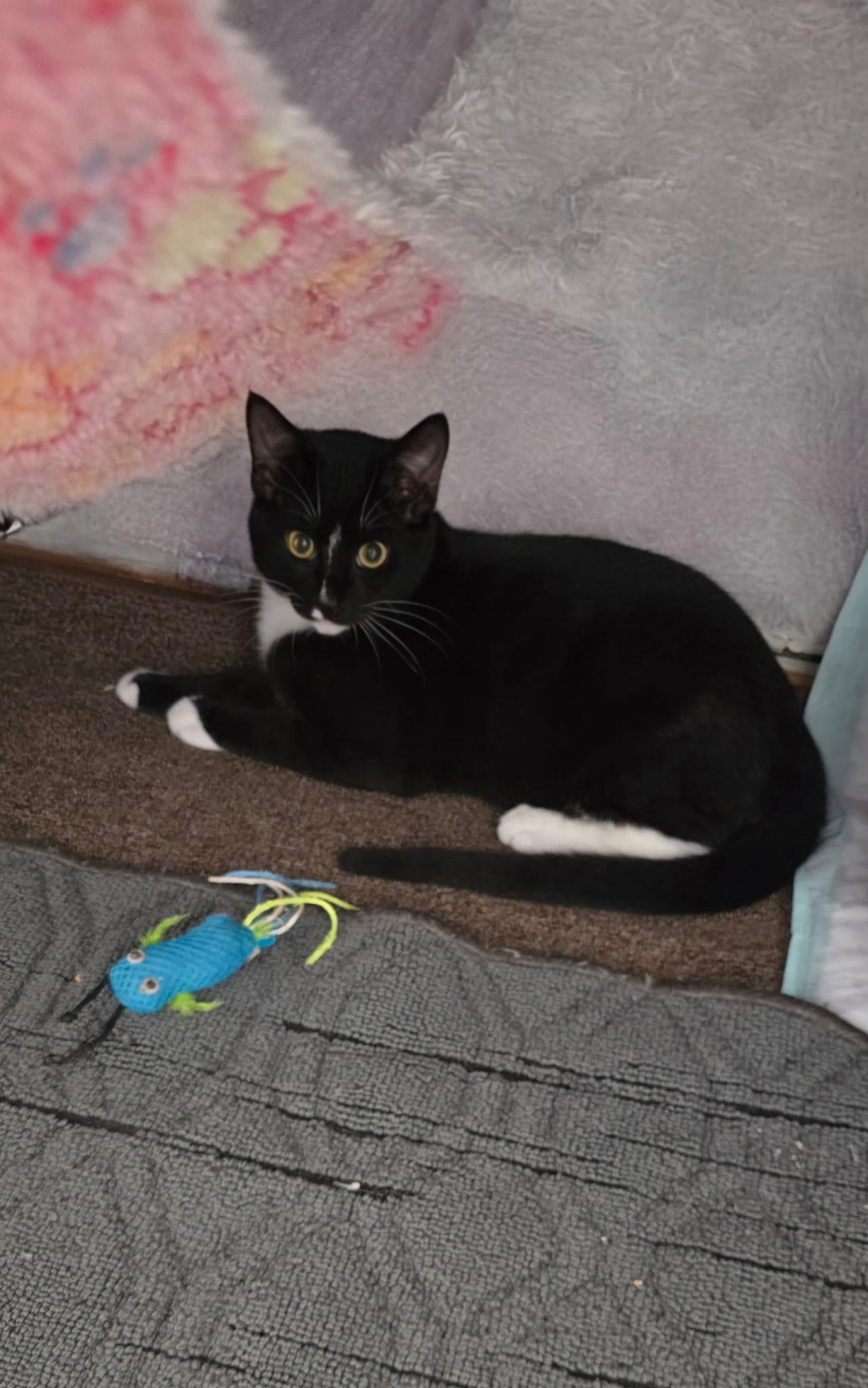 NOXIEL, ADOPTABLE, Kitten Male American Shorthair & Tuxedo.