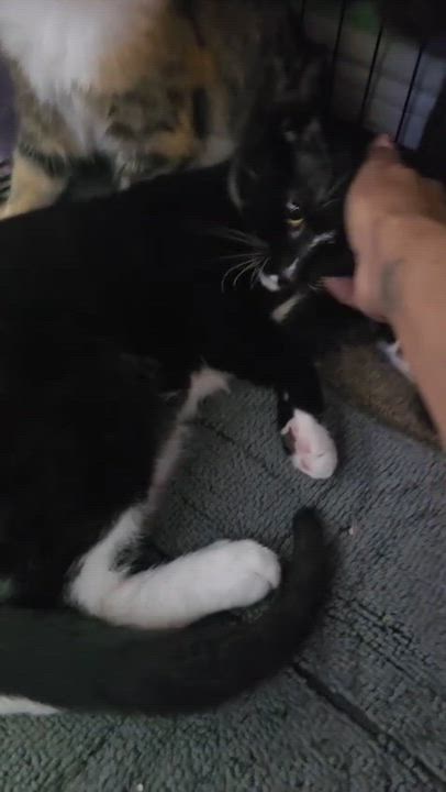 Enlarge NOXIEL, a ADOPTABLE mixed breed in Miami, FL video 3/3