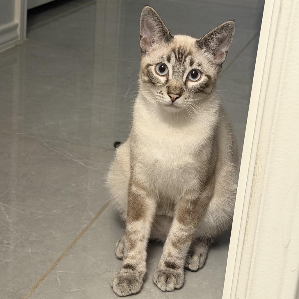 Enlarge Parker, a Adoptable Siamese in Laredo, TX image 1/1
