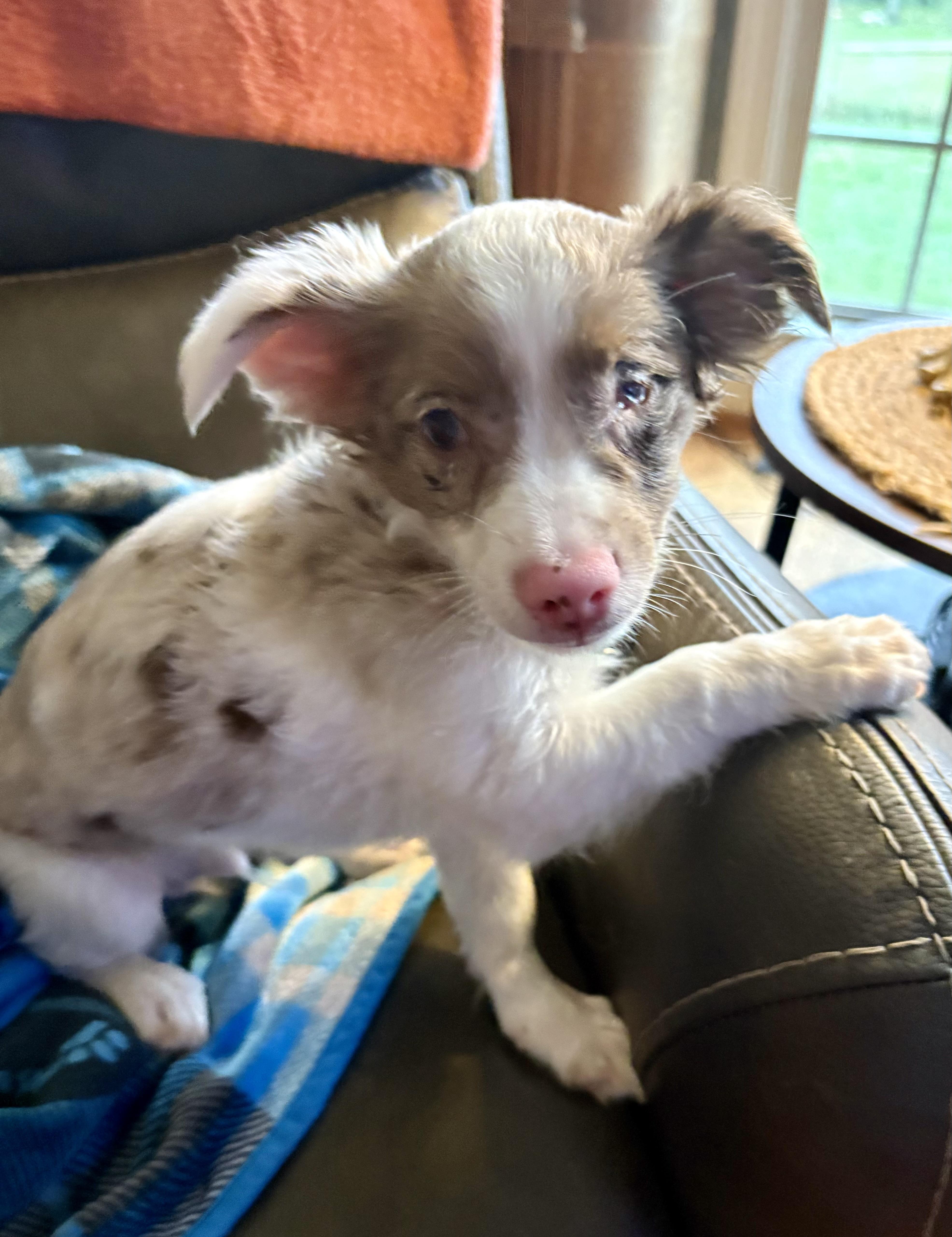 Cosmos, adopted, Puppy Male Australian Shepherd.