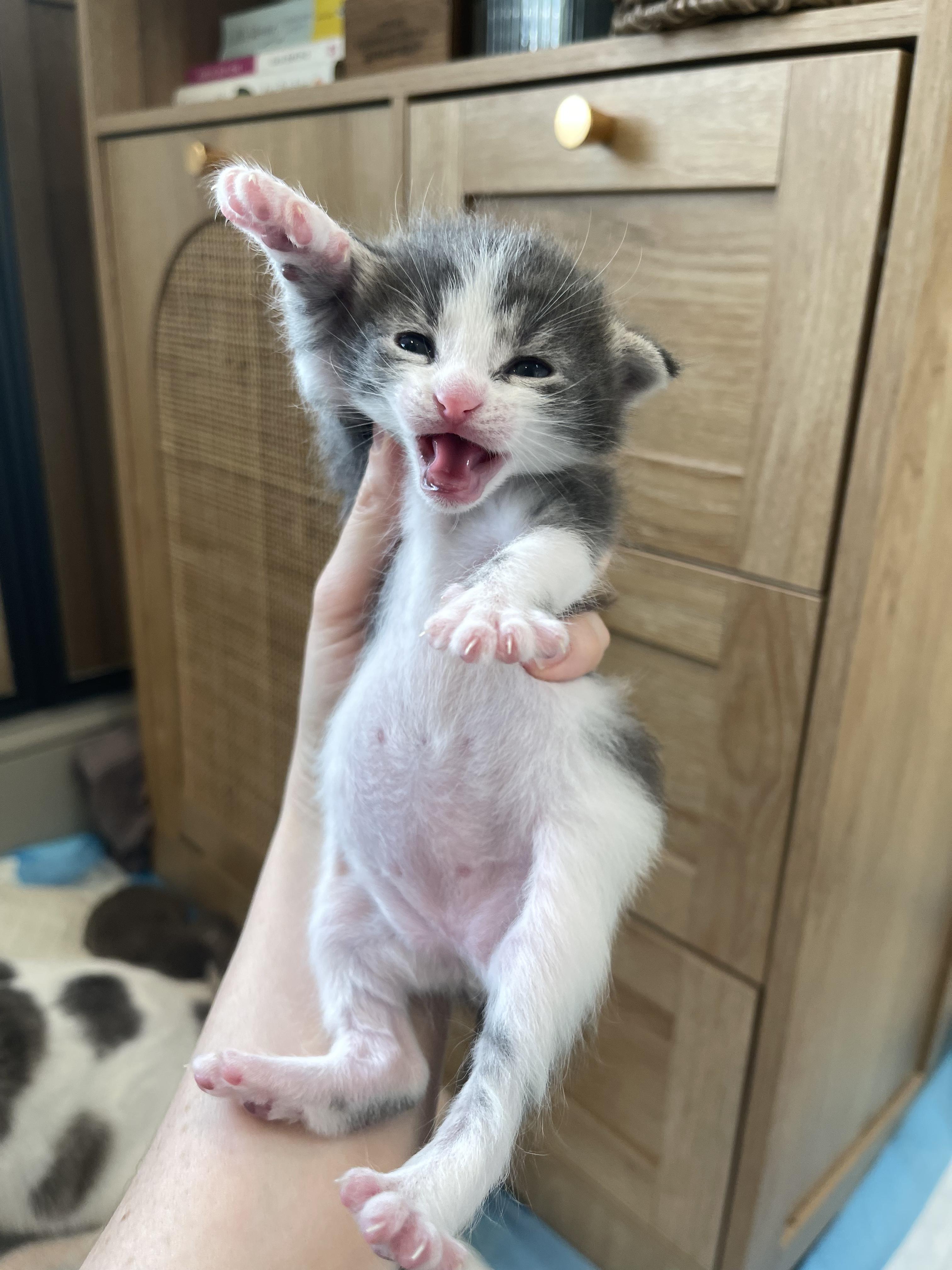 Enlarge Cyan, a Adoptable Domestic Short Hair in Columbus, OH image 4/5