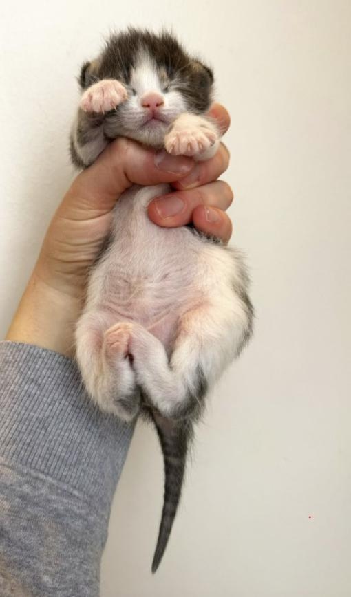 Enlarge Cyan, a Adoptable Domestic Short Hair in Columbus, OH image 3/5