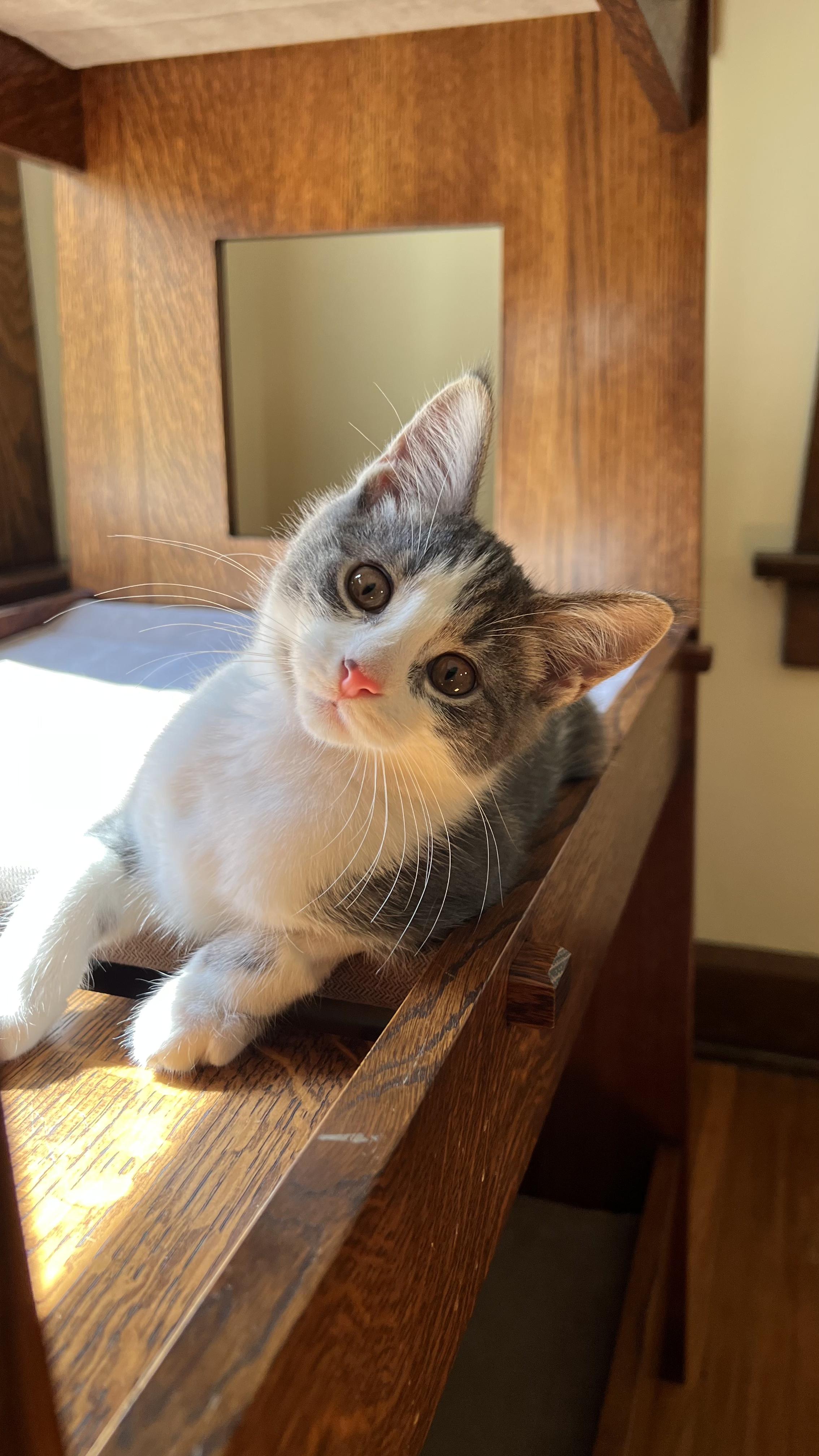 Cyan, adoptable, Kitten Female Domestic Short Hair.