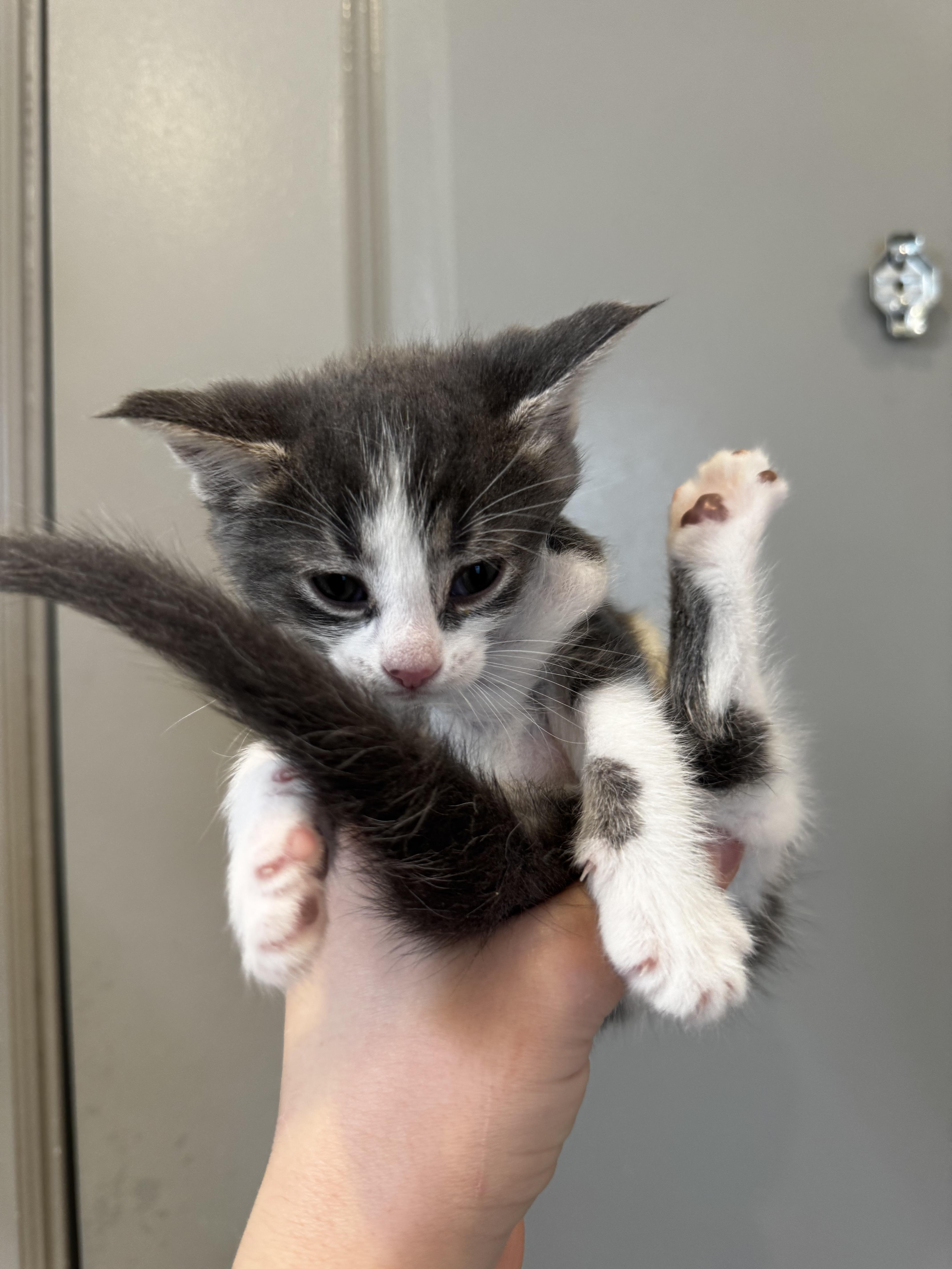 Enlarge Cyan, a Adoptable Domestic Short Hair in Columbus, OH image 2/5