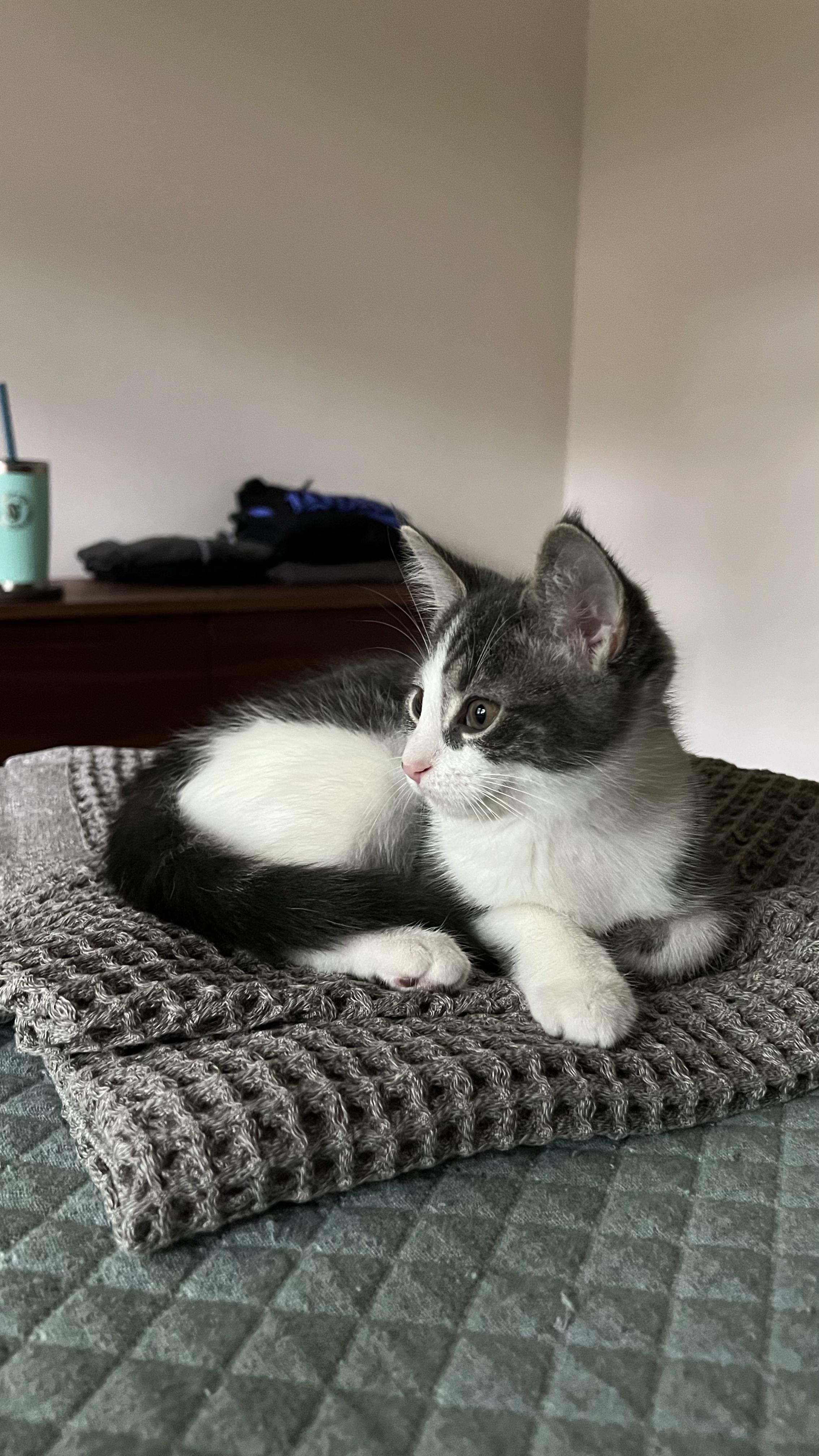 Enlarge Cyan, an adoptable Domestic Short Hair in Columbus, OH image 2/6