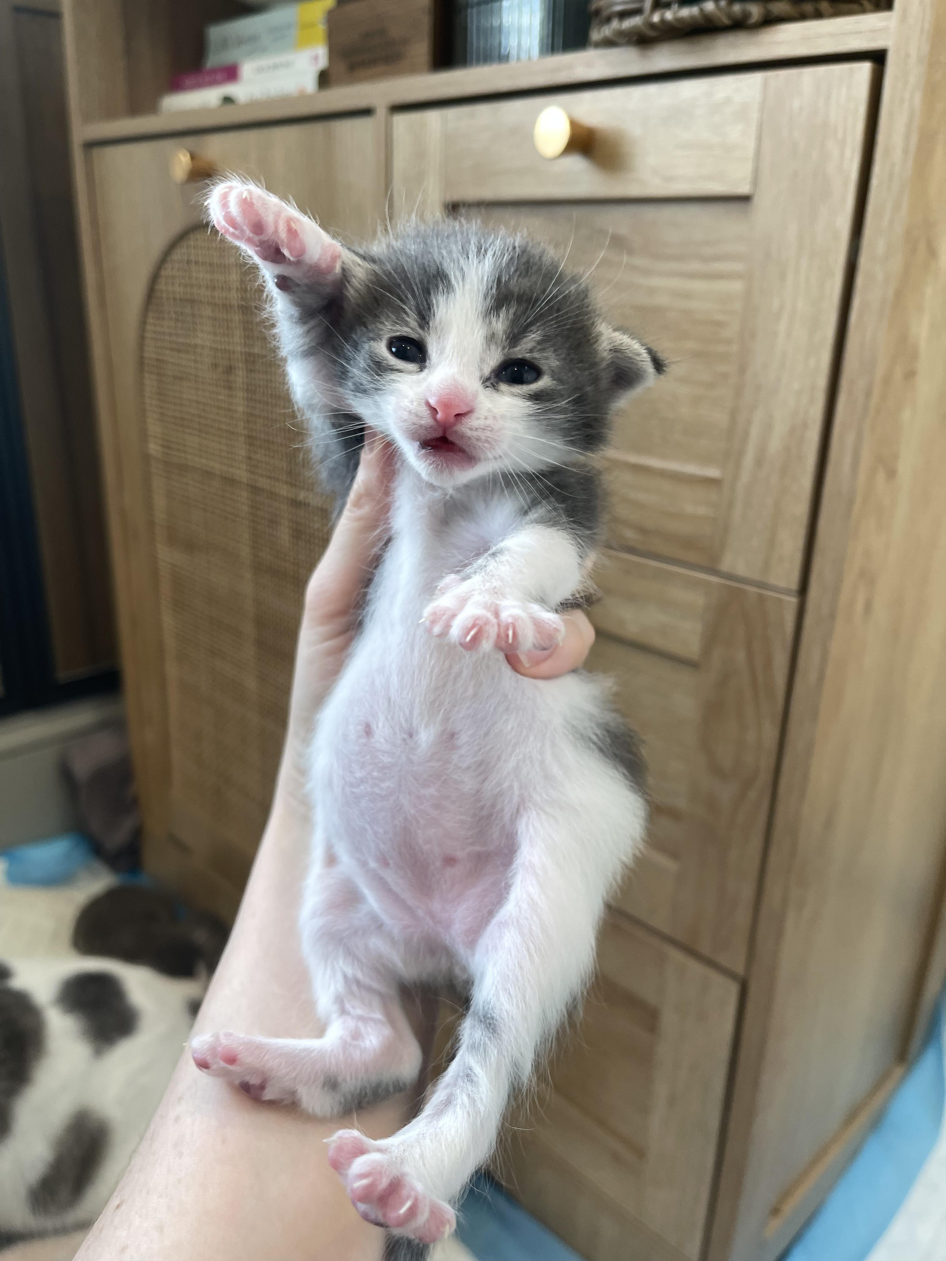 Enlarge Cyan, a Adoptable Domestic Short Hair in Columbus, OH image 5/5