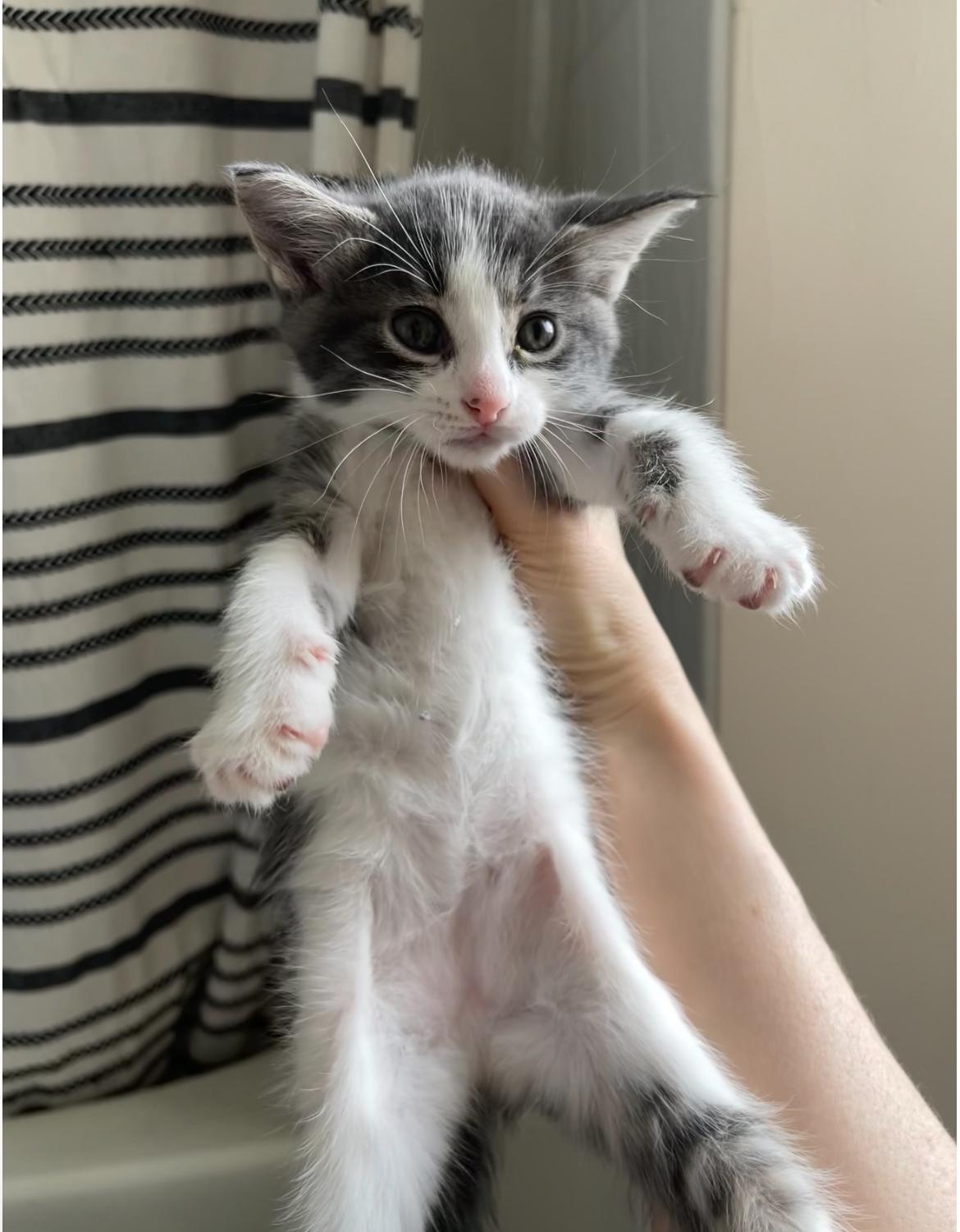 Enlarge Cyan, a Adoptable Domestic Short Hair in Columbus, OH image 1/5