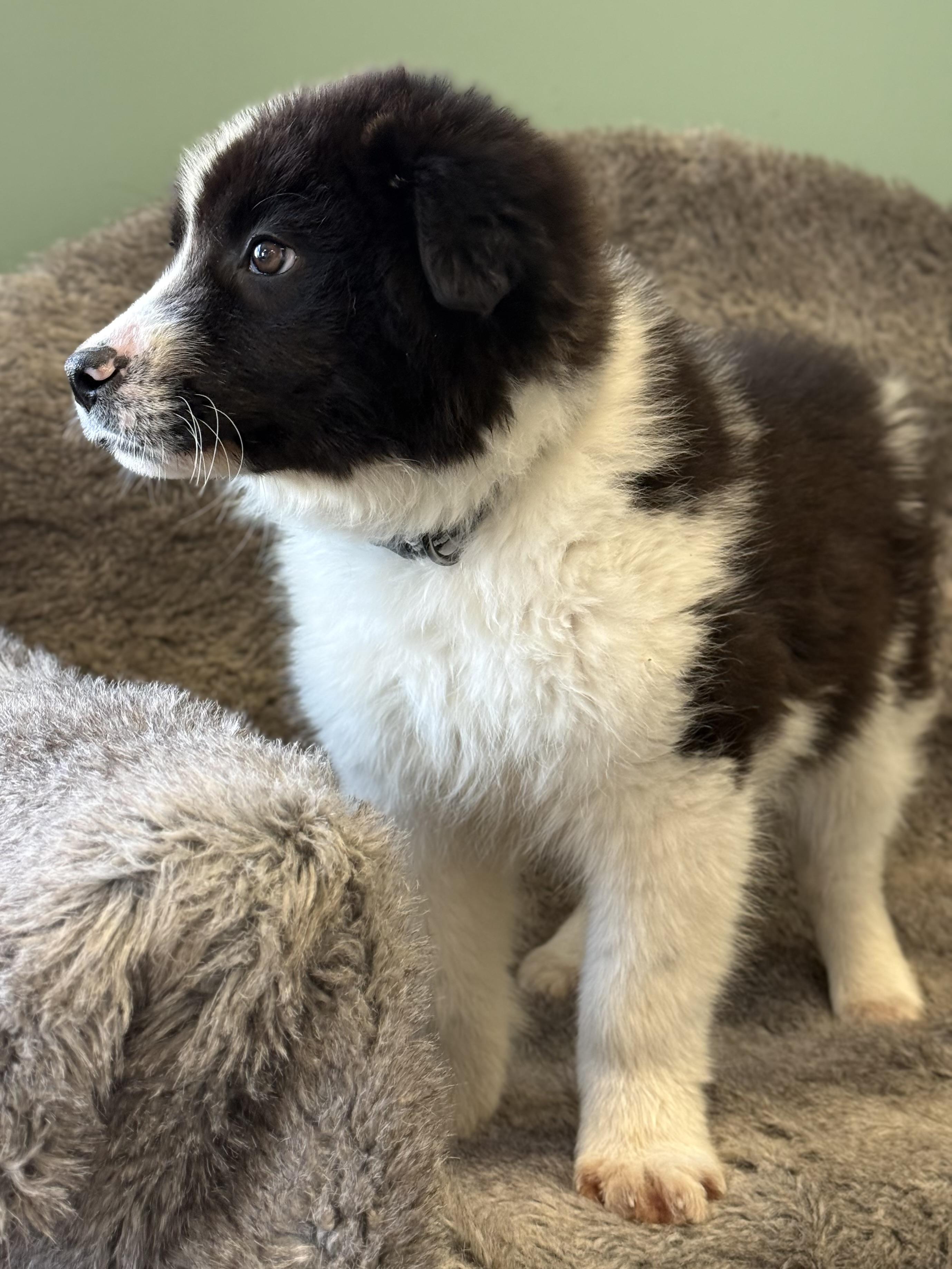 Enlarge Baby Dirt, an adoptable mixed breed in Eagle, CO image 5/6