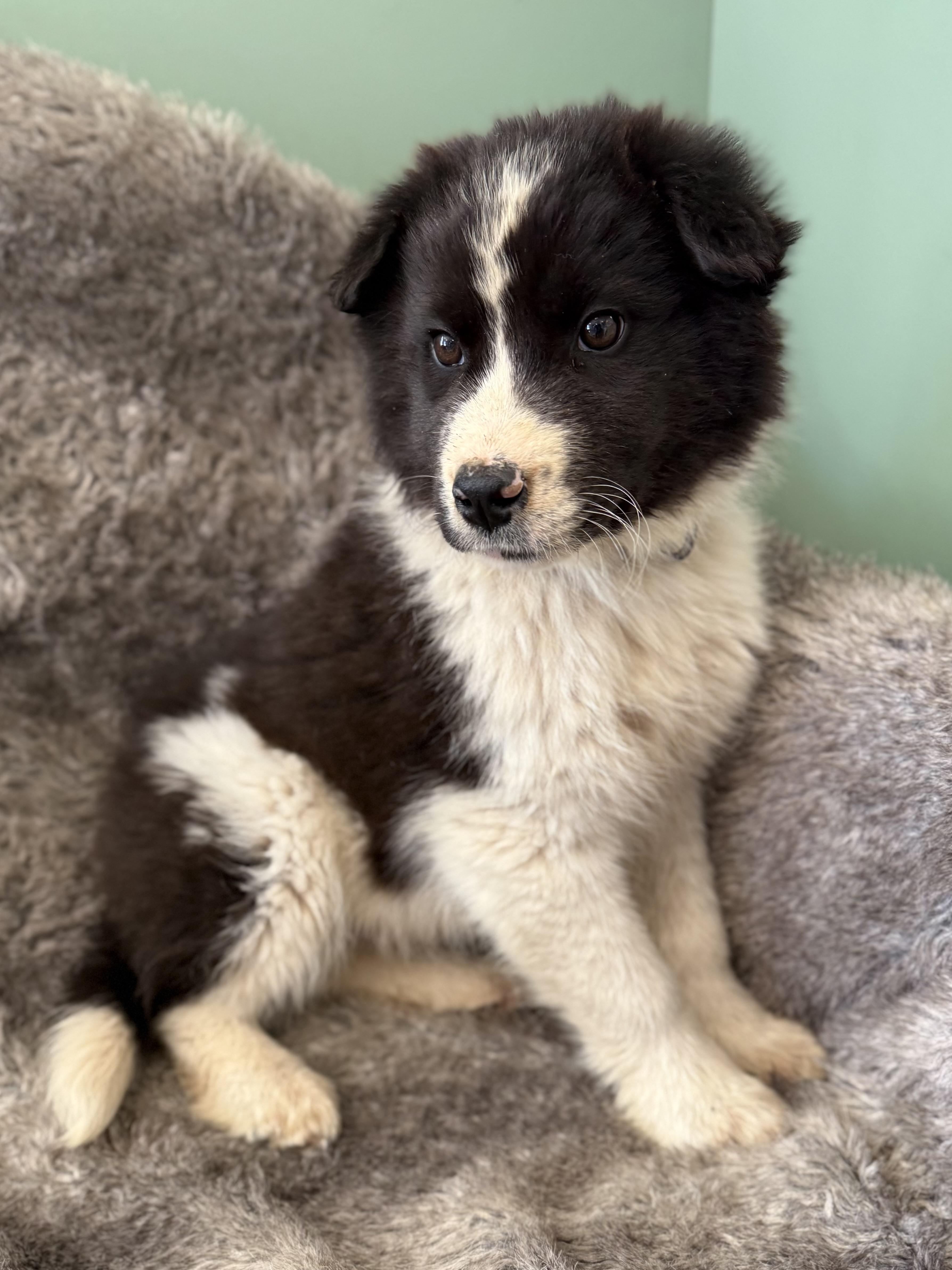 Enlarge Baby Dirt, an adoptable mixed breed in Eagle, CO image 2/6