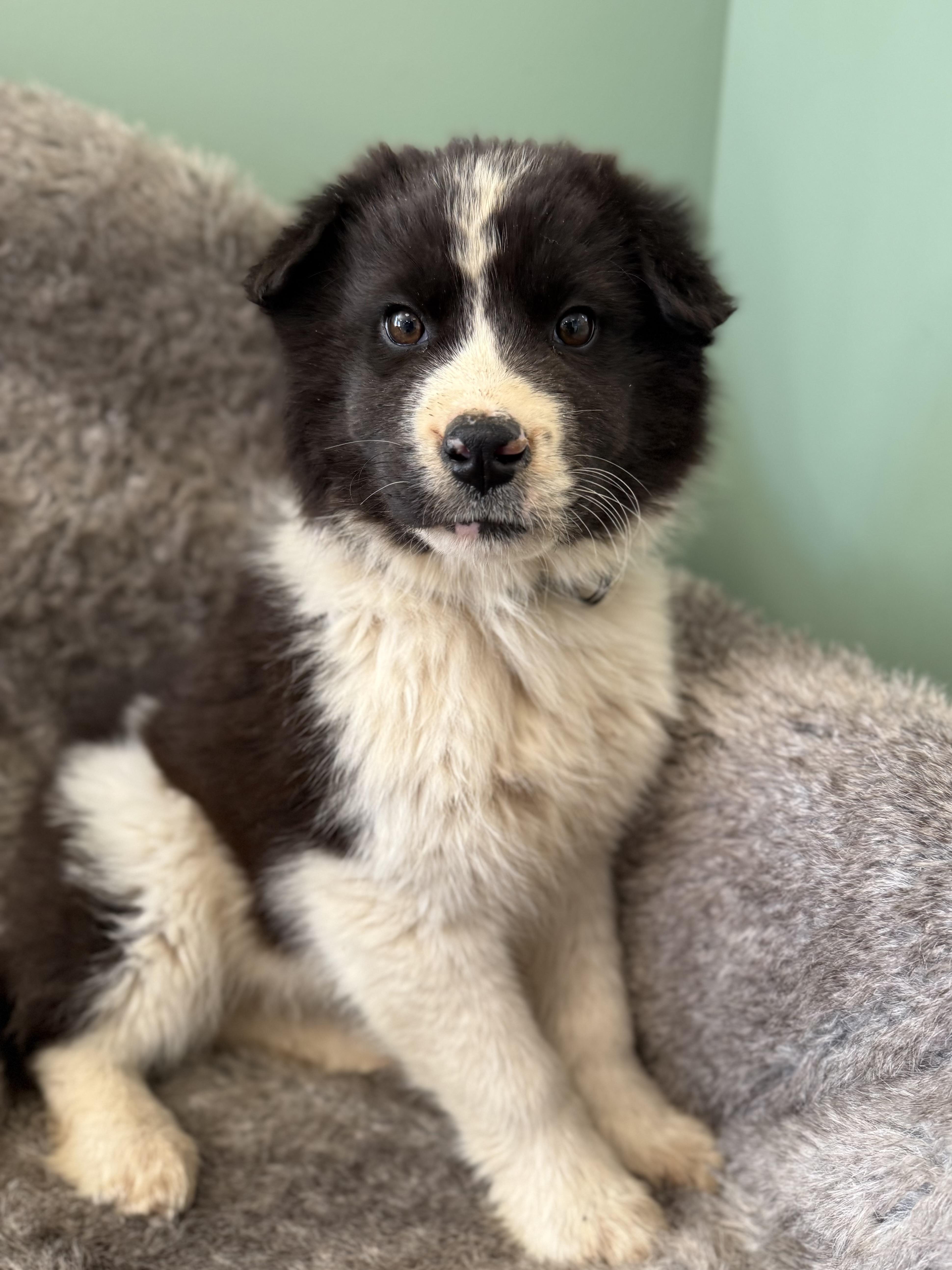Enlarge Baby Dirt, an adoptable mixed breed in Eagle, CO image 3/6