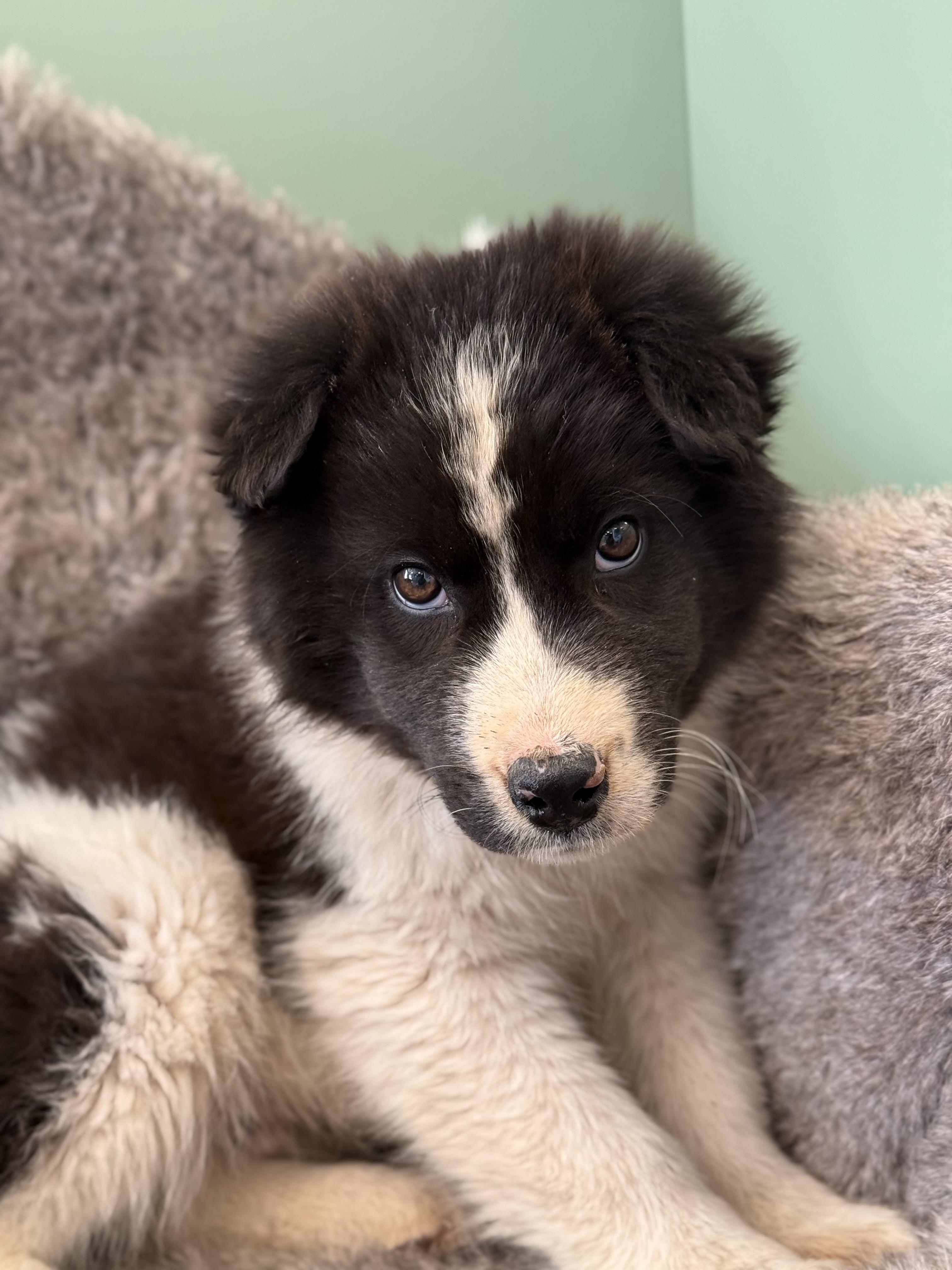 Enlarge Baby Dirt, an adoptable mixed breed in Eagle, CO image 4/6