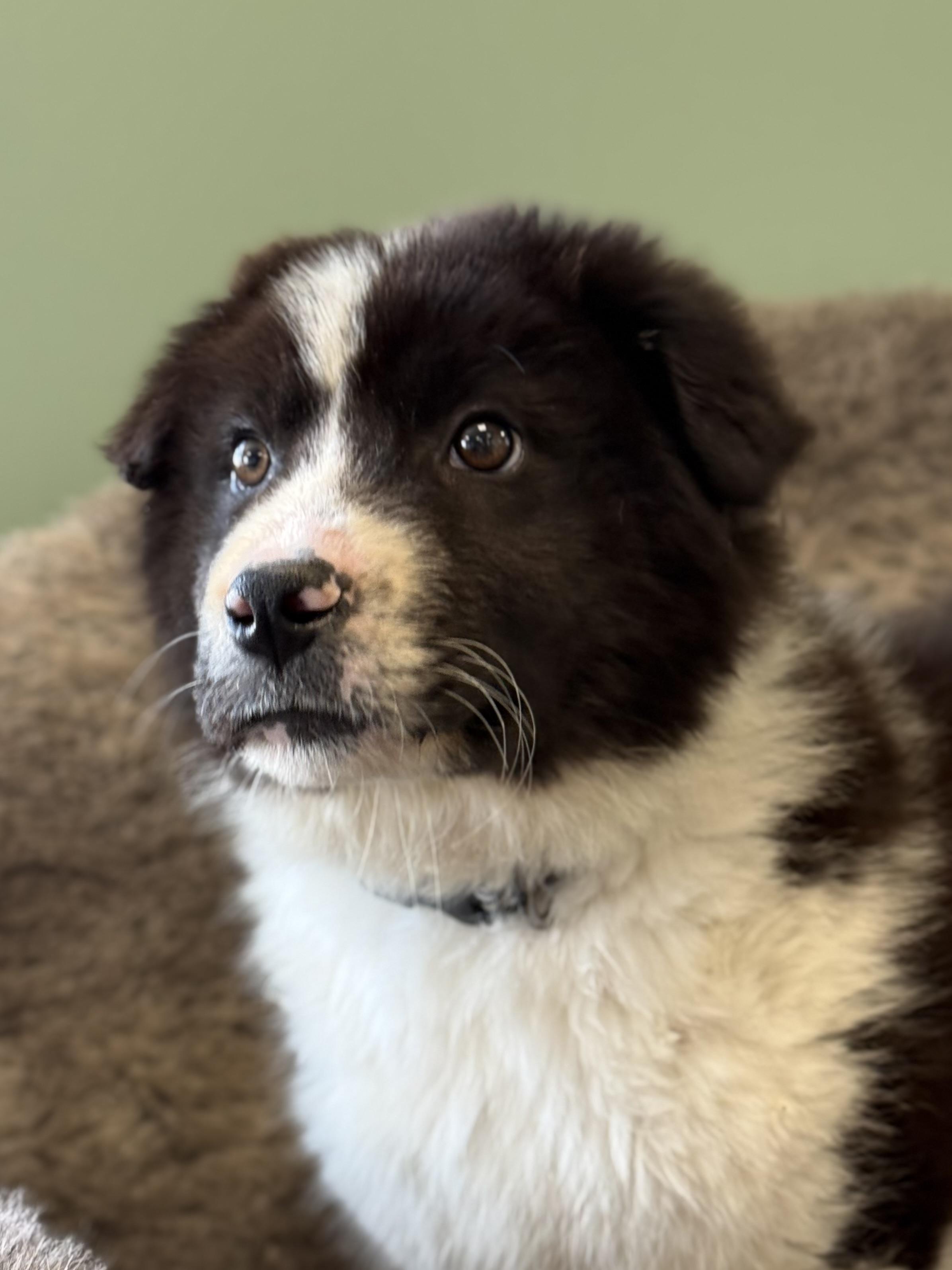 Enlarge Baby Dirt, an adoptable mixed breed in Eagle, CO image 6/6