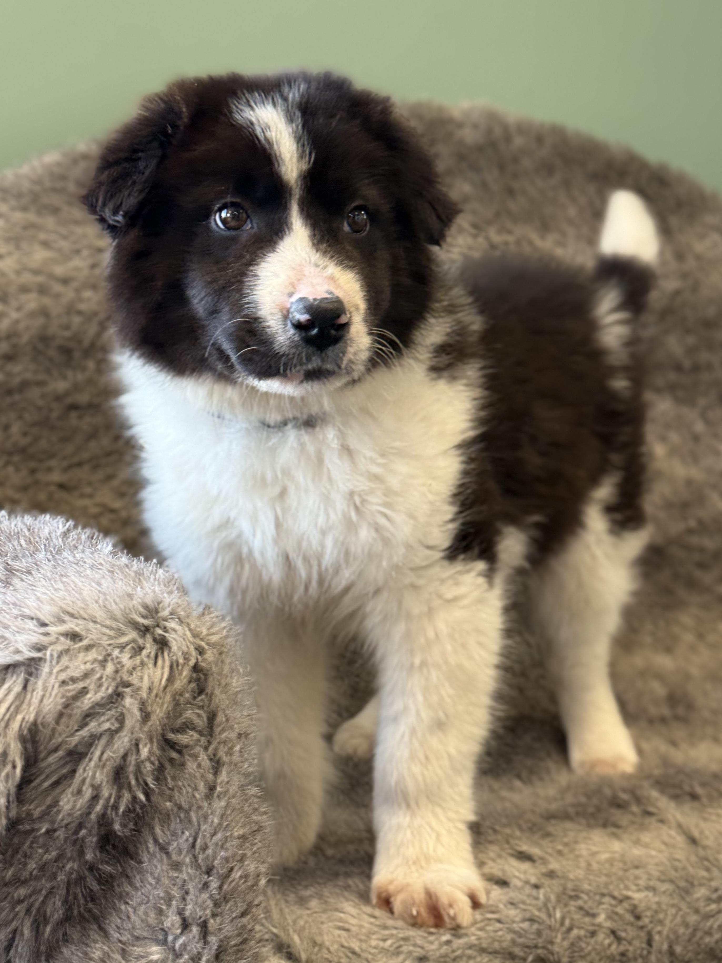 Baby Dirt, adoptable, Puppy Male Great Pyrenees & Border Collie.