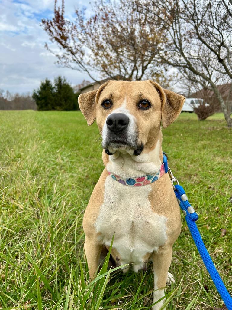 Enlarge Marlee Mae, a Adoptable mixed breed in West Union, OH image 1/1