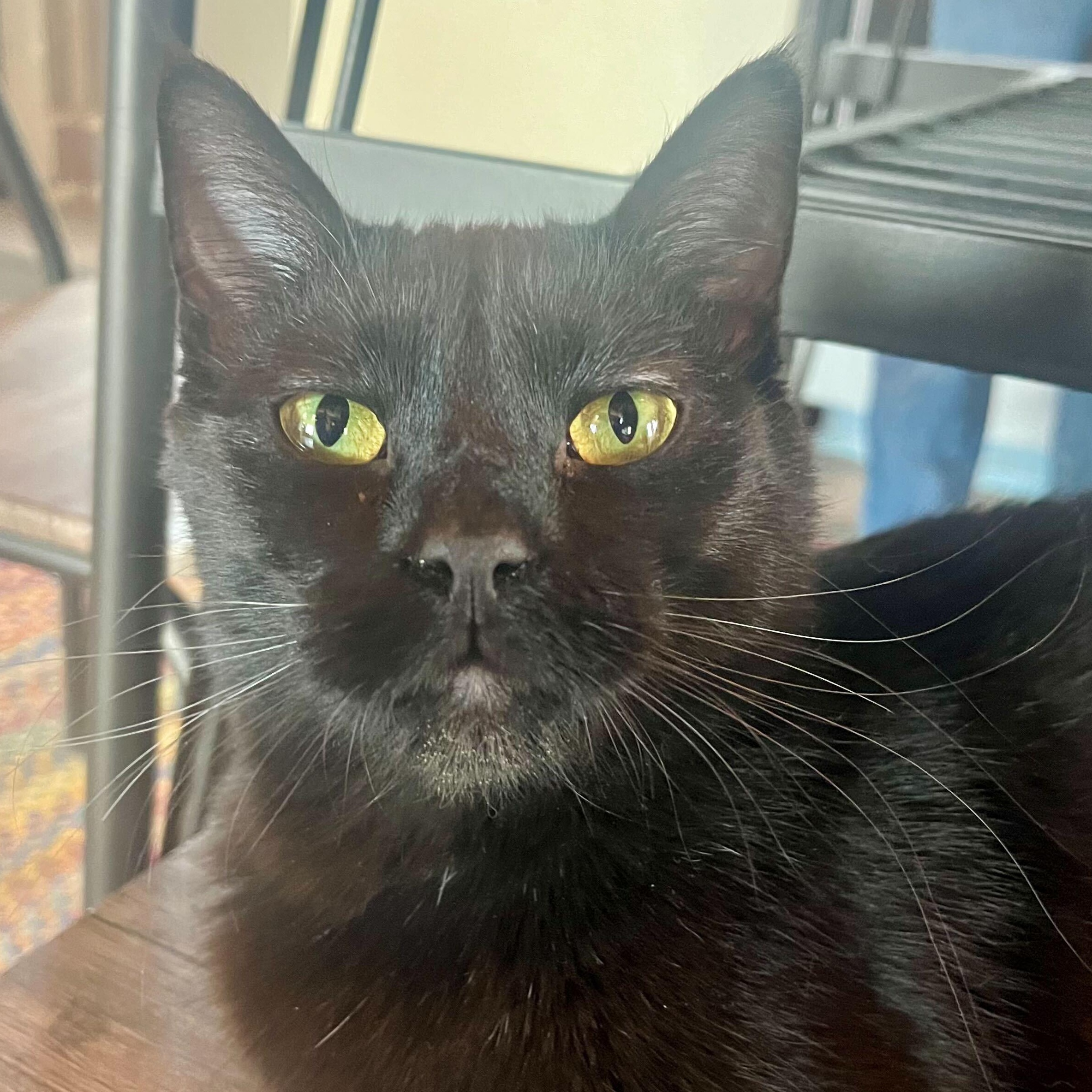 Panther II, an adoptable Domestic Short Hair in Ridgway, CO, 81432 | Photo Image 2