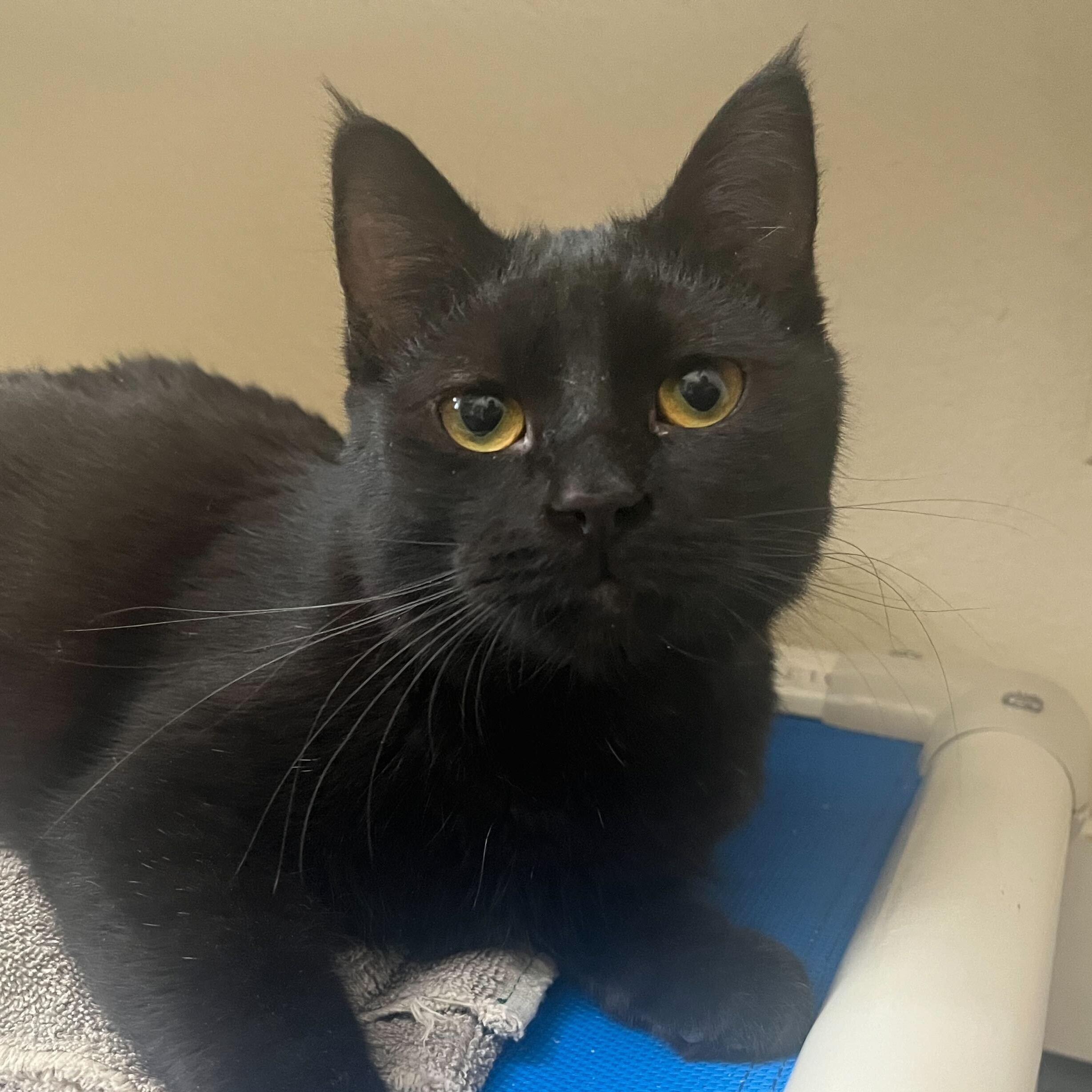 Panther II, an adoptable Domestic Short Hair in Ridgway, CO, 81432 | Photo Image 4