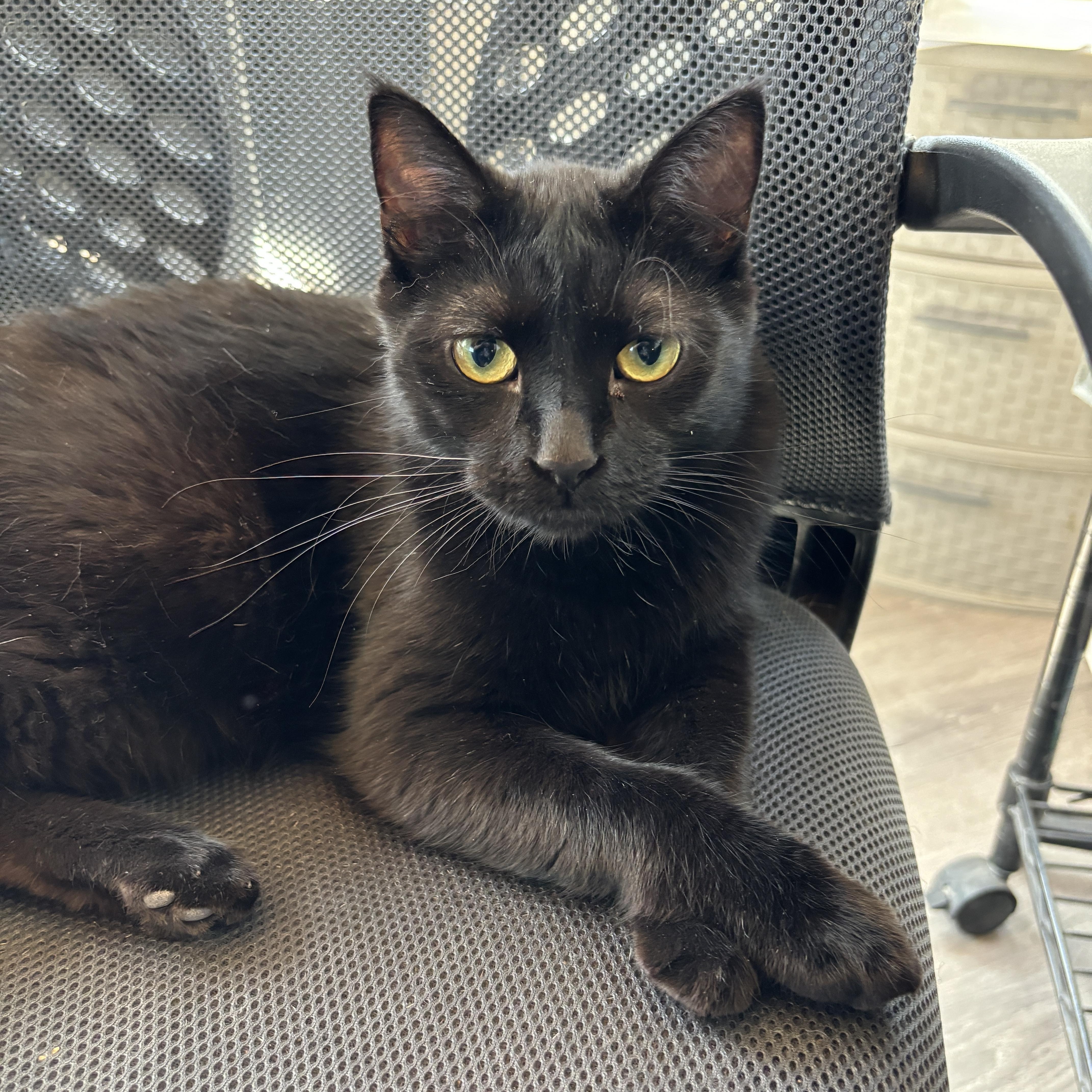 Panther II, an adoptable Domestic Short Hair in Ridgway, CO, 81432 | Photo Image 1