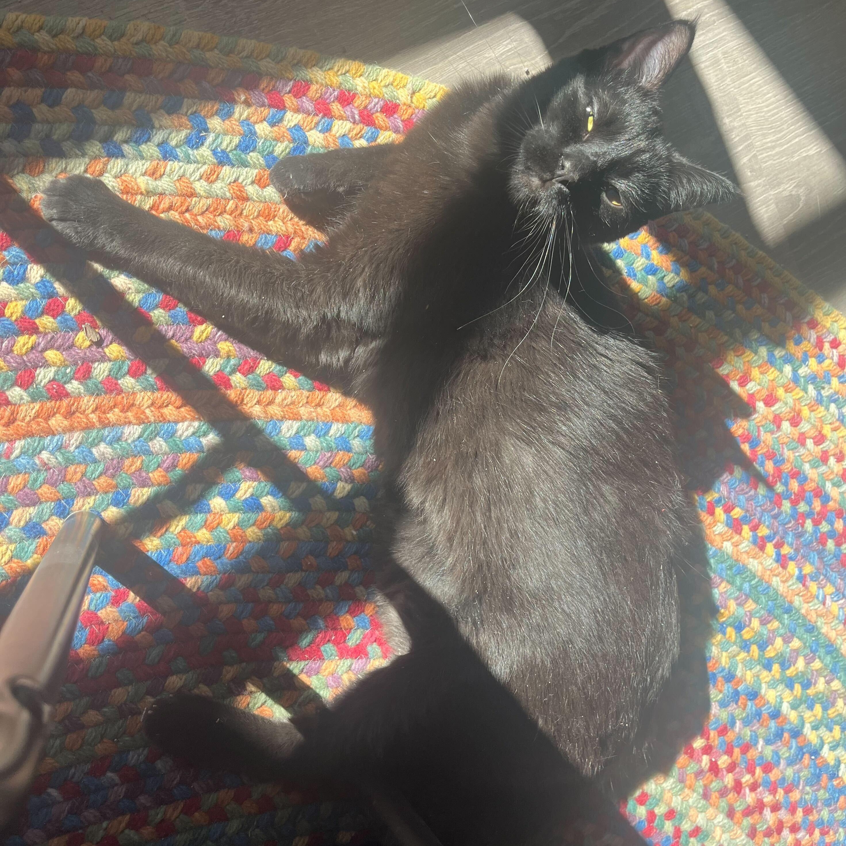 Panther II, an adoptable Domestic Short Hair in Ridgway, CO, 81432 | Photo Image 3