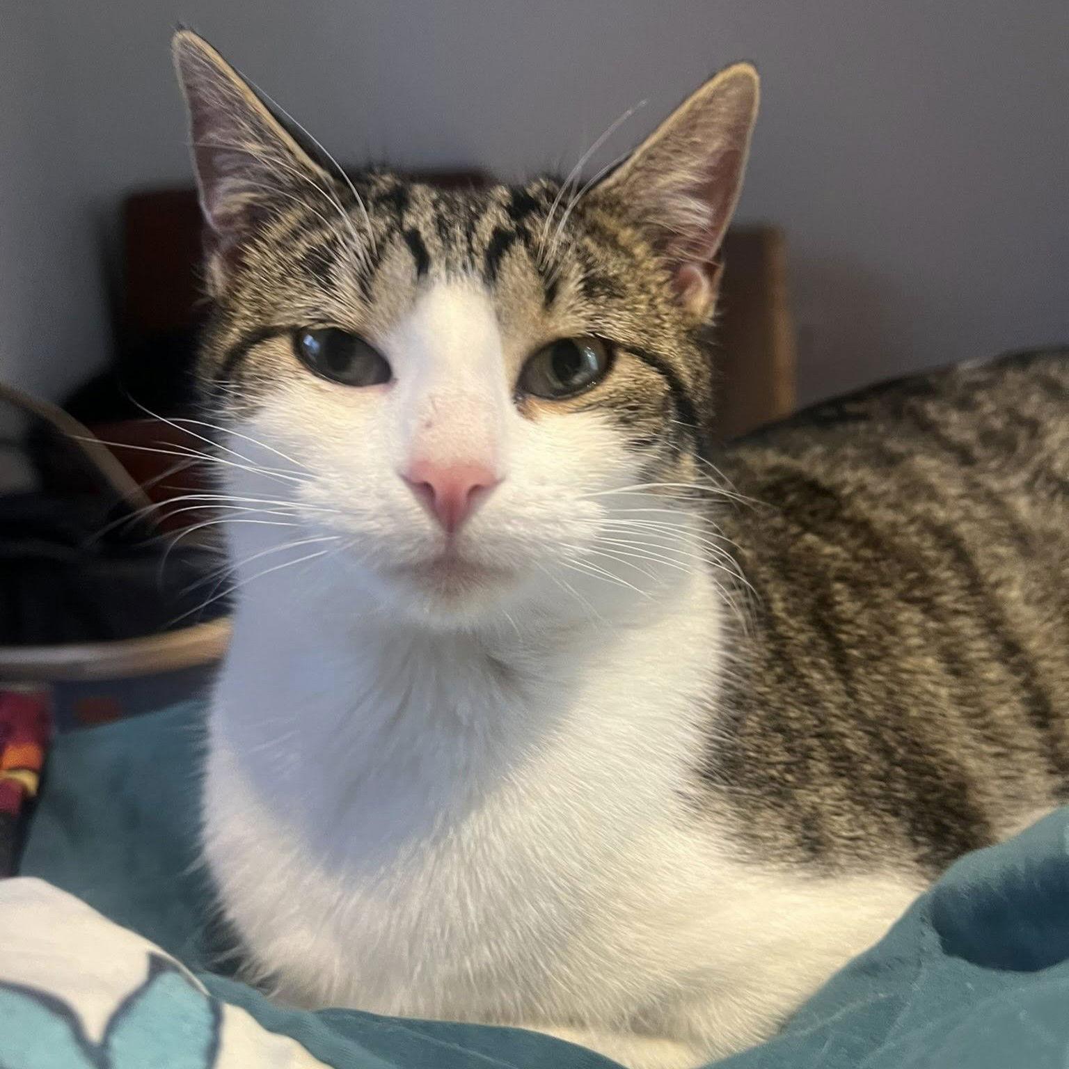 Gambill, Adoptable, Adult Male Domestic Short Hair.