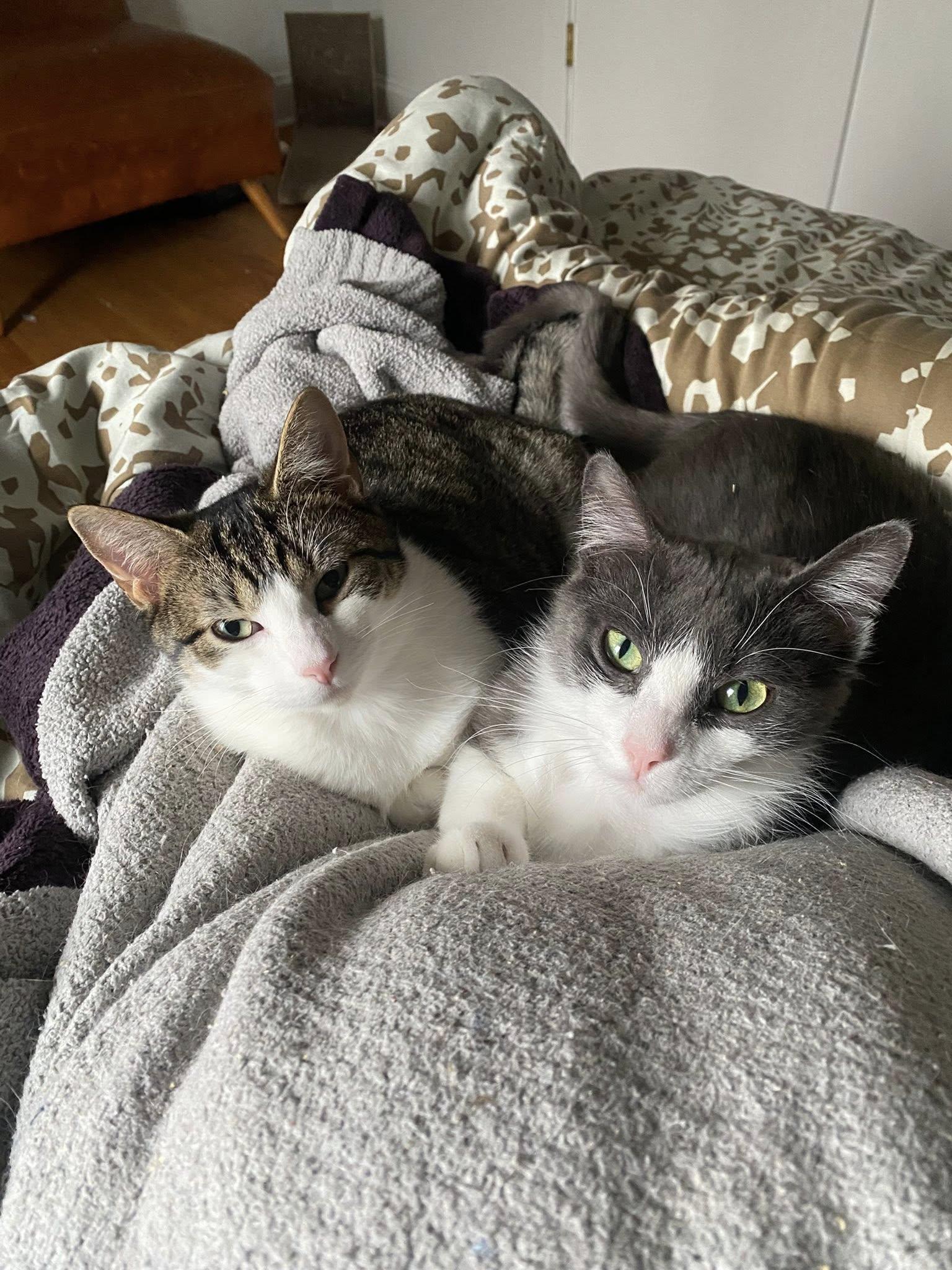 Gambill, a Adoptable Domestic Short Hair in Chicago, IL image 2/2