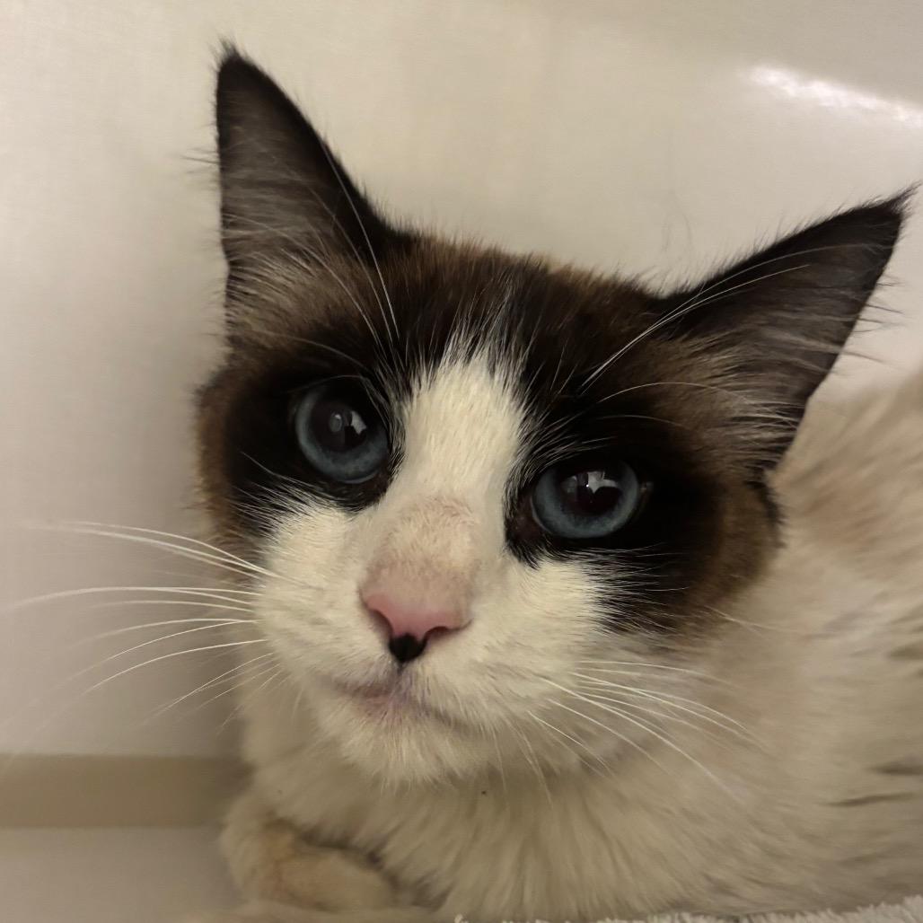 Enlarge Skye, a Adoptable Domestic Short Hair in Redwood City, CA image 1/2