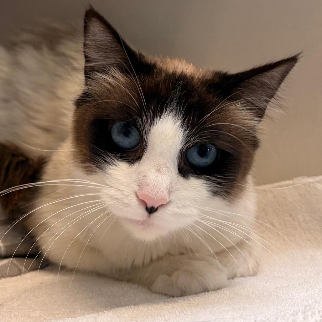 Enlarge Skye, a Adoptable Domestic Short Hair in Redwood City, CA image 2/2