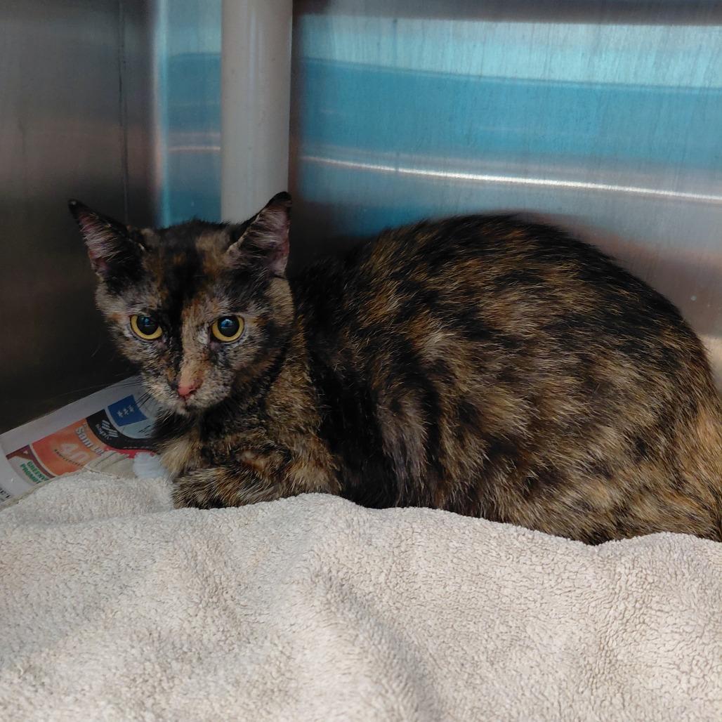 Godiva, Adoptable, Adult Female Domestic Short Hair.