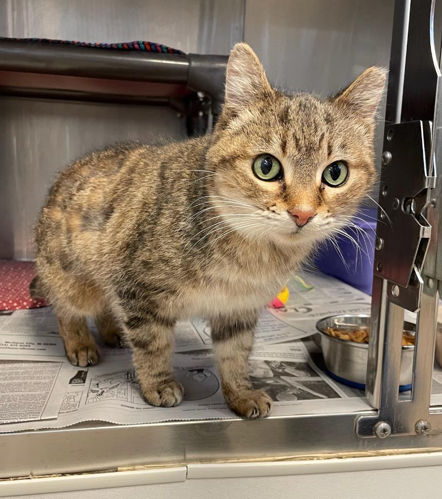 Enlarge Ragamuffin, a Adoptable mixed breed in La Porte, IN image 1/1