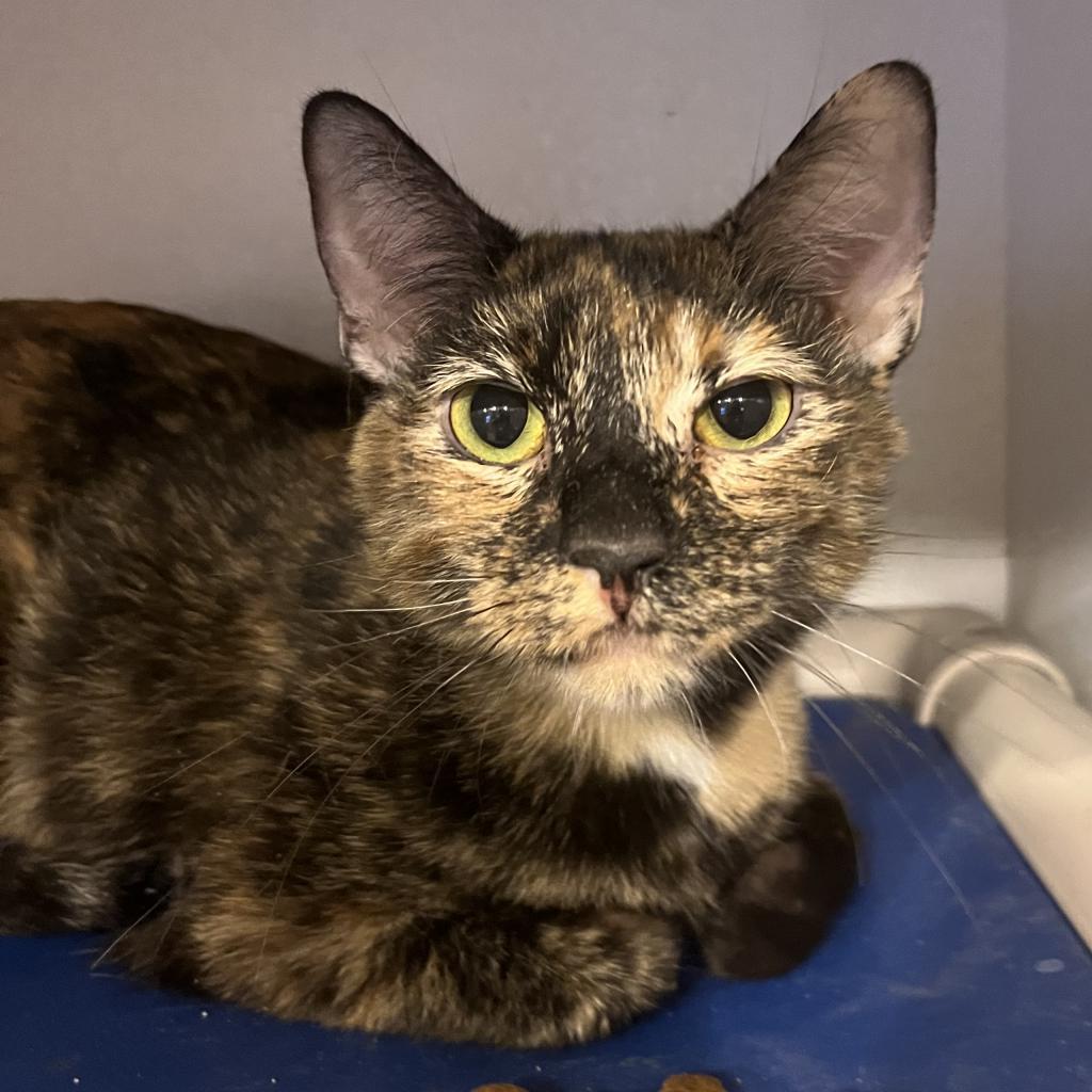 Sally Ride, Adoptable, Adult Female Domestic Short Hair.