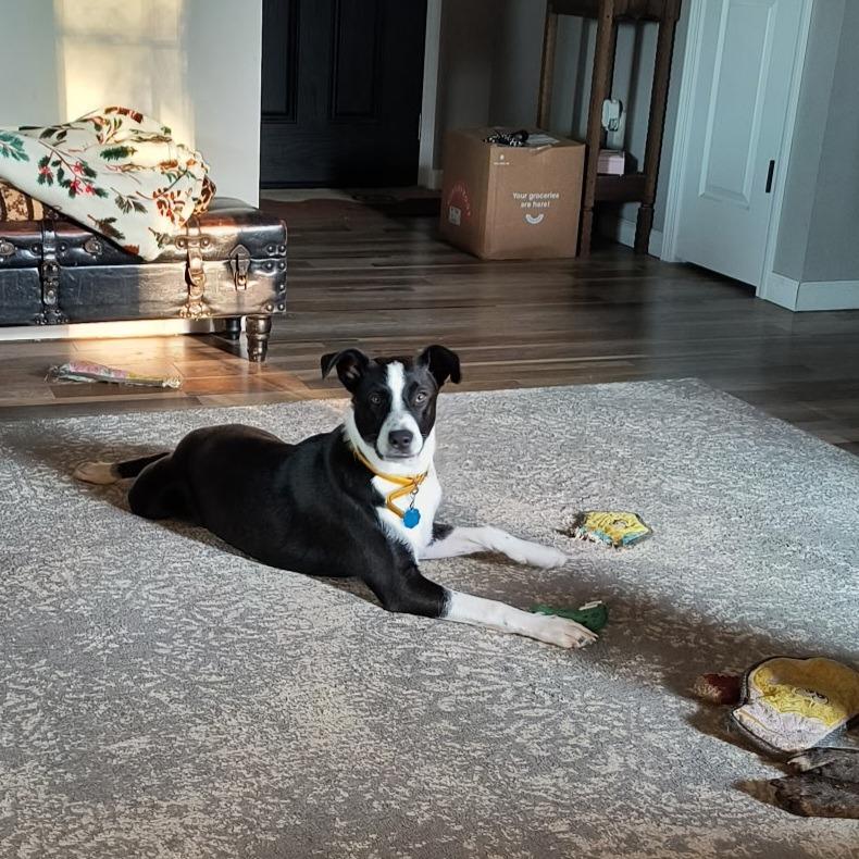 Enlarge ChaChi, a Adoptable mixed breed in Springfield, MO image 1/6