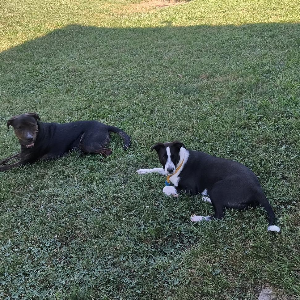 Enlarge ChaChi, a Adoptable mixed breed in Springfield, MO image 2/6