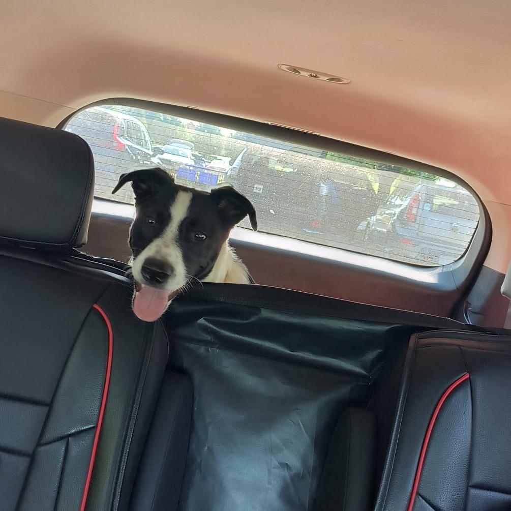 Enlarge ChaChi, a Adoptable mixed breed in Springfield, MO image 3/6