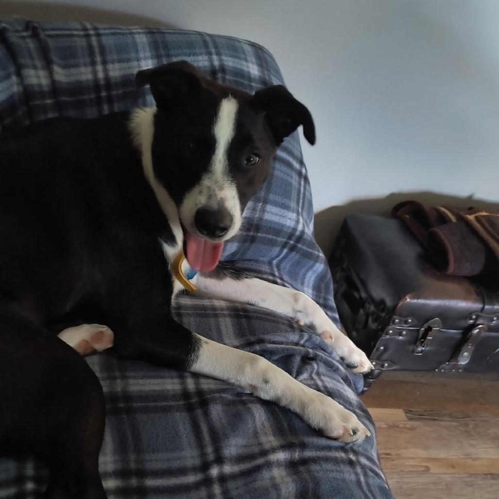 Enlarge ChaChi, a Adoptable mixed breed in Springfield, MO image 4/6