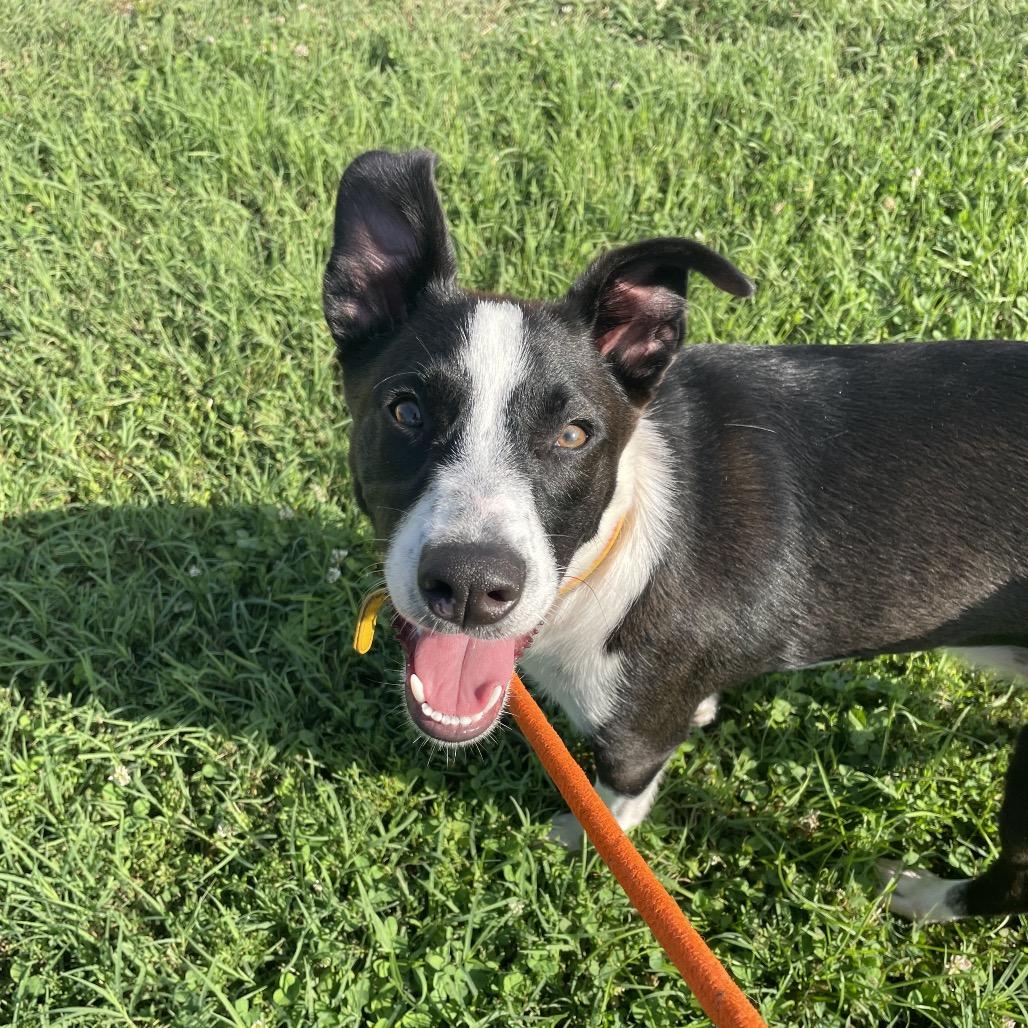 Enlarge ChaChi, a Adoptable mixed breed in Springfield, MO image 5/6