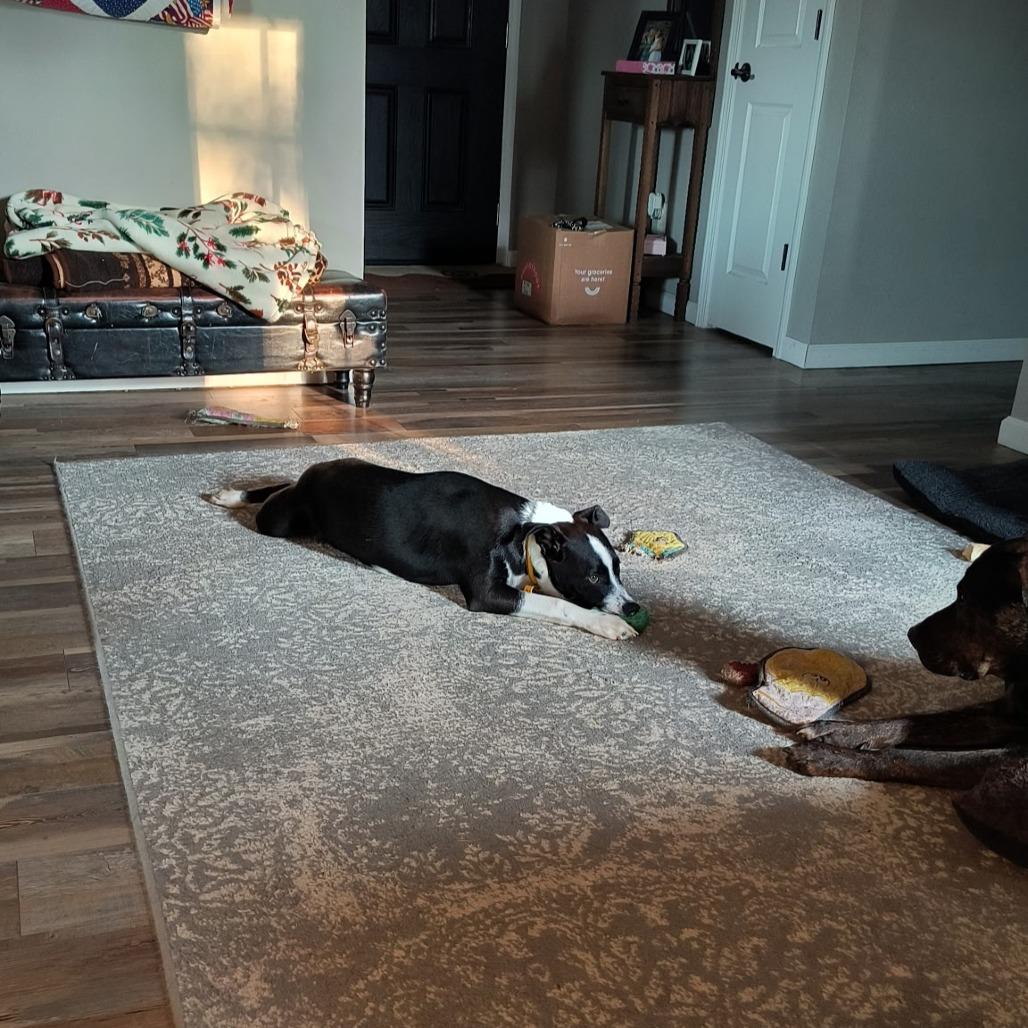 Enlarge ChaChi, a Adoptable mixed breed in Springfield, MO image 6/6