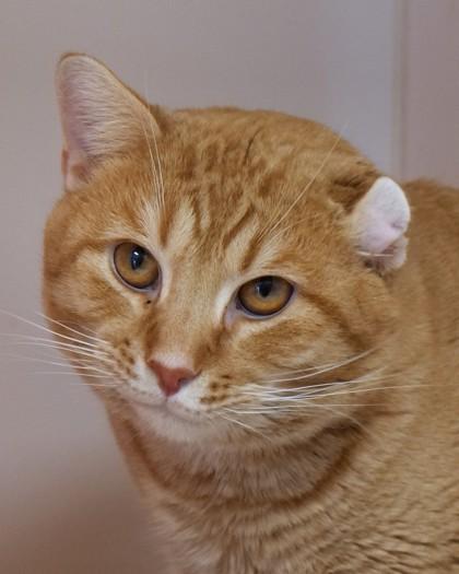 Dennis — thumbnail 2